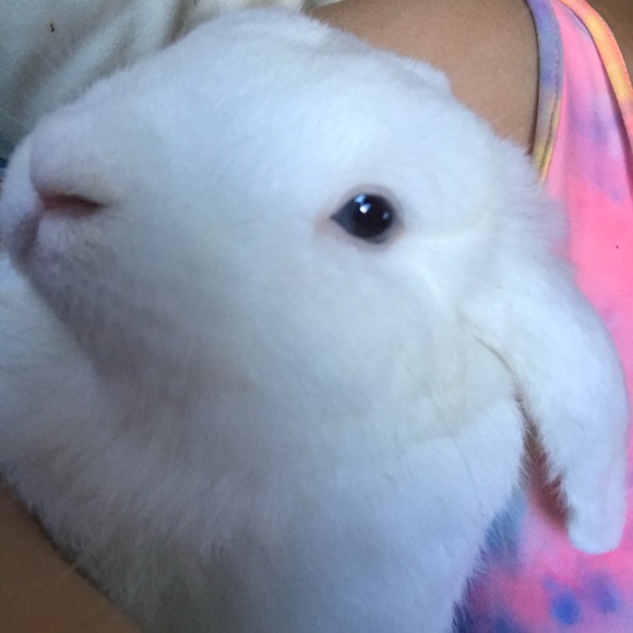 💜🩷Hi!! I’m BUNNI!!🩷💜 - Picture 5 of 9